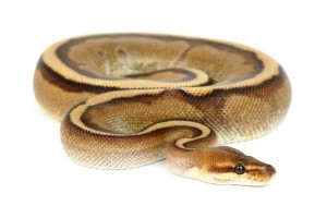 Python regius, genetic stripe, femelle adulte